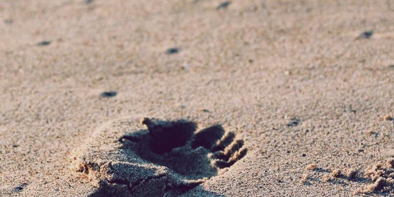 DXBB22296深度解析：最新游戏资讯与核心攻略全收录